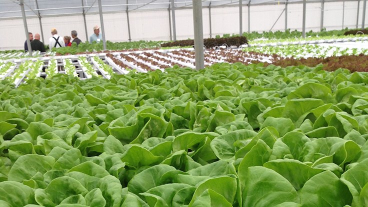Griffin to host East Coast lettuce and herb production workshops